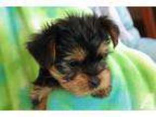 Yorkshire Terrier Puppy for sale in BONITA, CA, USA