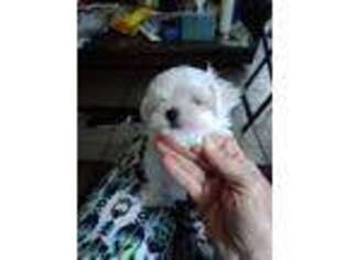 Maltese Puppy for sale in Corpus Christi, TX, USA
