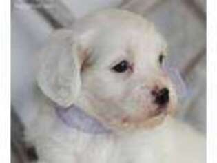 Cavachon Puppy for sale in West Plains, MO, USA