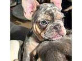 French Bulldog Puppy for sale in New Ulm, MN, USA
