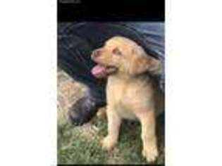 Chesapeake Bay Retriever Puppy for sale in Wichita, KS, USA