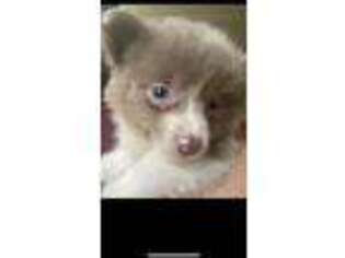 Pomeranian Puppy for sale in Pearl River, LA, USA