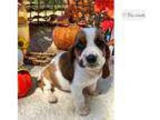 Basset Hound Puppy for sale in Fort Smith, AR, USA