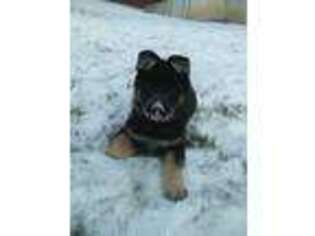 German Shepherd Dog Puppy for sale in Hamilton, IN, USA
