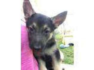 German Shepherd Dog Puppy for sale in Dibble, OK, USA