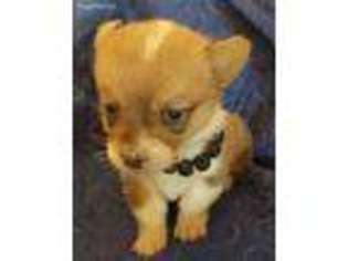 Pembroke Welsh Corgi Puppy for sale in Weleetka, OK, USA