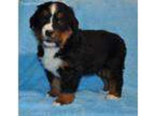 Bernese Mountain Dog Puppy for sale in Atwood, IL, USA