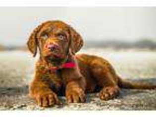 Chesapeake Bay Retriever Puppy for sale in Yulee, FL, USA