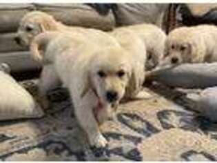 Golden Retriever Puppy for sale in Avery, TX, USA