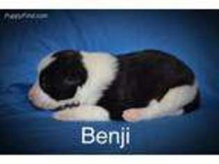 Border Collie Puppy for sale in Fort Littleton, PA, USA