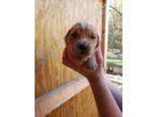 Golden Retriever Puppy for sale in Limestone, TN, USA
