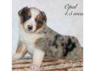 Australian Shepherd Puppy for sale in Coldwater, MI, USA