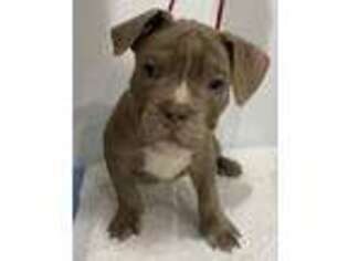 Mutt Puppy for sale in State College, PA, USA