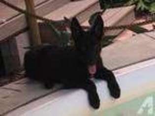 German Shepherd Dog Puppy for sale in SEBRING, FL, USA
