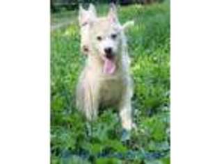 Siberian Husky Puppy for sale in Mc Caysville, GA, USA