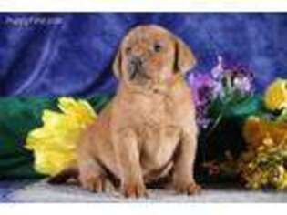 Labrador Retriever Puppy for sale in Strasburg, PA, USA