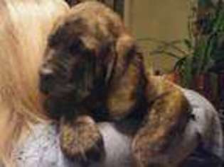 Mastiff Puppy for sale in North Attleboro, MA, USA