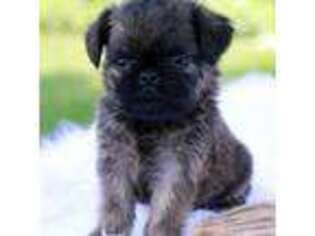 Brussels Griffon Puppy for sale in Millersburg, IN, USA