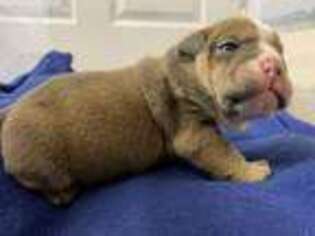 Bulldog Puppy for sale in Vancleave, MS, USA