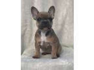 French Bulldog Puppy for sale in Chickamauga, GA, USA