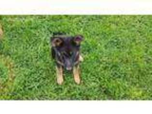 German Shepherd Dog Puppy for sale in Lindley, NY, USA