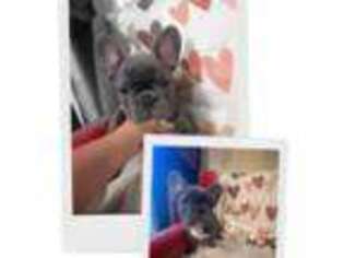 French Bulldog Puppy for sale in Clay, NY, USA