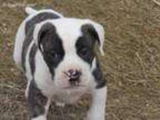 American Bulldog Puppy for sale in Albany, MO, USA
