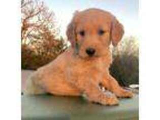 Goldendoodle Puppy for sale in Denison, TX, USA