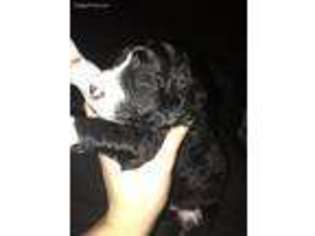 Mutt Puppy for sale in Wedowee, AL, USA