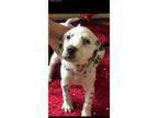 Dalmatian Puppy for sale in New Milford, CT, USA