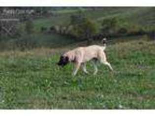 Anatolian Shepherd Puppy for sale in Morning View, KY, USA