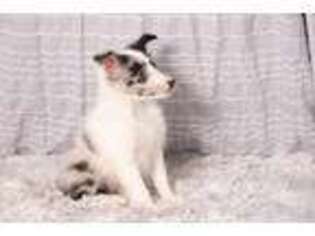 Shetland Sheepdog Puppy for sale in Creighton, MO, USA