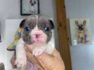 French Bulldog Puppy for sale in Delmar, DE, USA
