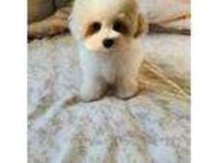 Mutt Puppy for sale in Corona, NY, USA