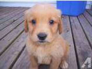 Golden Retriever Puppy for sale in PRINCETON, IL, USA