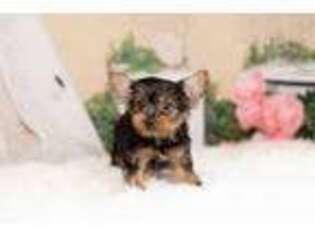 Yorkshire Terrier Puppy for sale in Warsaw, IN, USA