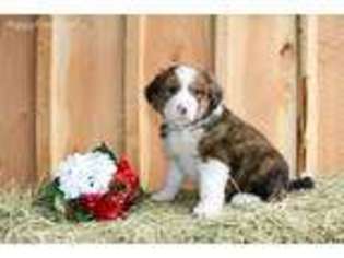 Bernese Mountain Dog Puppy for sale in Rexford, MT, USA