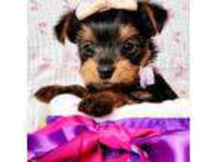 Yorkshire Terrier Puppy for sale in Brooklyn, NY, USA