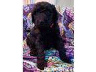 Mutt Puppy for sale in Queensbury, NY, USA