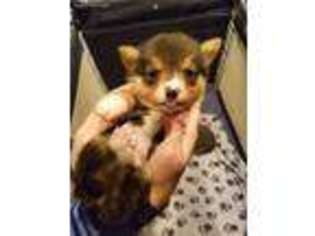 Pembroke Welsh Corgi Puppy for sale in White City, OR, USA