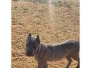 Cane Corso Puppy for sale in Terrell, TX, USA