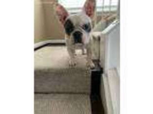 French Bulldog Puppy for sale in Dumfries, VA, USA