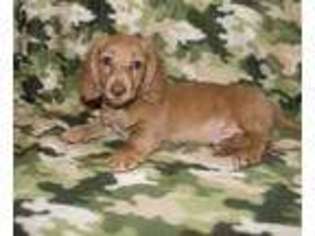 Dachshund Puppy for sale in Greer, SC, USA