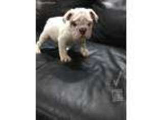 Bulldog Puppy for sale in Worcester, MA, USA