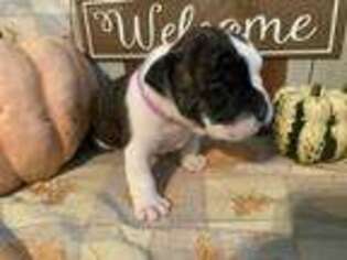 Olde English Bulldogge Puppy for sale in Perrysburg, OH, USA