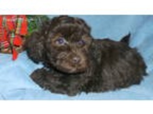 Poovanese Puppy for sale in Garner, IA, USA