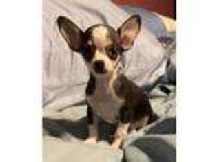 Chihuahua Puppy for sale in Yukon, OK, USA
