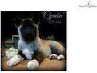 Akita Puppy for sale in Saint Joseph, MO, USA