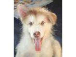 Alaskan Malamute Puppy for sale in Yreka, CA, USA
