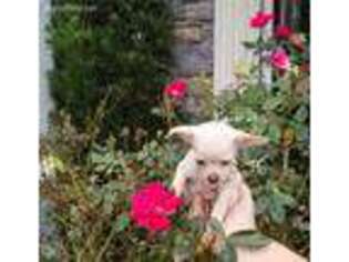Chihuahua Puppy for sale in Belleview, FL, USA